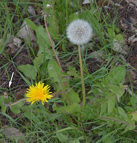 een pol Paardebloemen met een naar beneden gericht bloemhoofd 