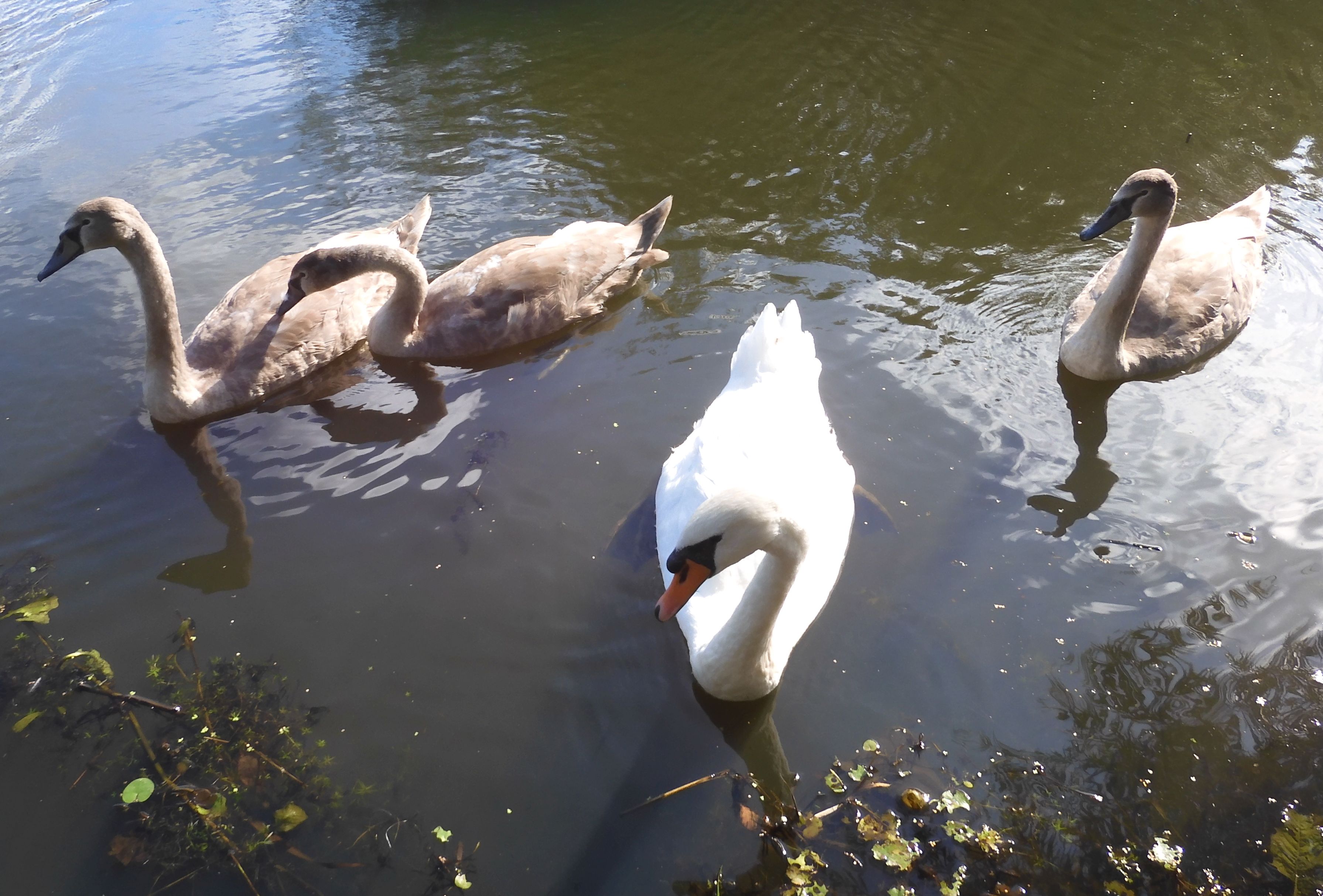 zwanen op bezoek