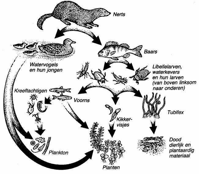 voorbeeld van een voedselweb